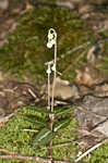 Pipsissewa <BR>Spotted wintergreen